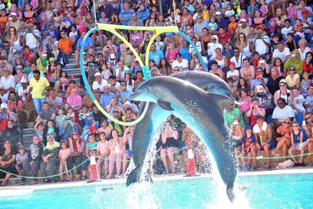 Dolphin Show & Optional Swimming